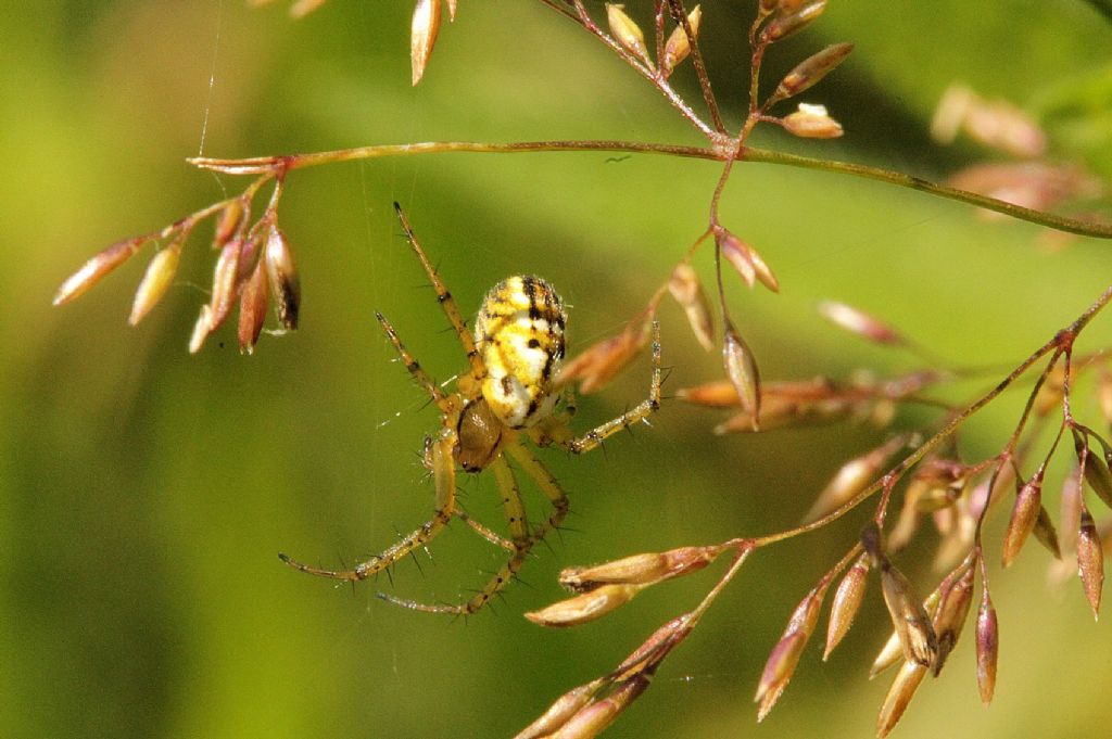 Mangora acalypha?